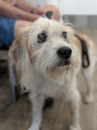dog