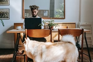 dog