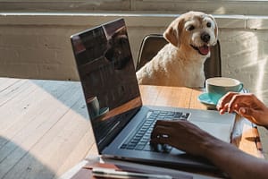 dog