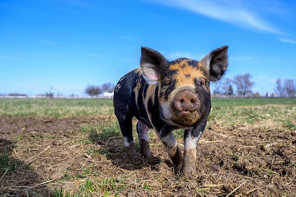 pig